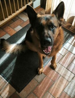 3 jähriger Schäferhund Rüde sucht neuen Platz - Burgkirchen (Alz)