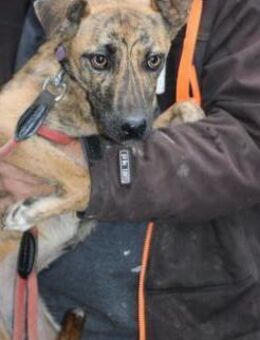 Kiwi - fröhlich u. zutraulich - Lohra