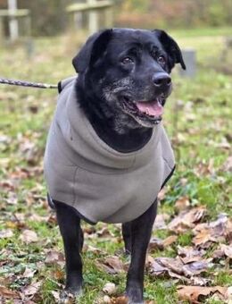 Maja - lieb,anhänglich&verschmust - Löwenberger Land
