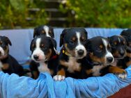 Appenzeller Sennenhund Welpen - Wippingen