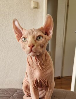 Sphynx Kitten - Frankfurt (Main)