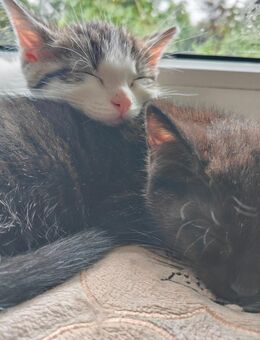 Kuschelweiche Kitten suchen ein Zuhause - Zehdenick Zentrum