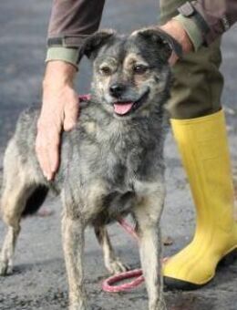 Babbit - verspielt u. aufgeweckt - Lohra