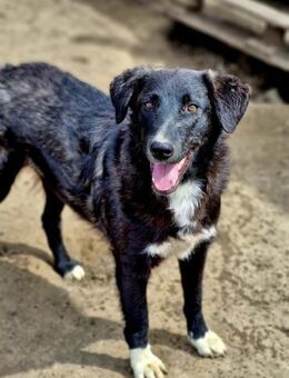 Wayona, eine schöne zutrauliche Hündin - Bochum