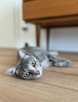 Kleine Schönheit Pinta sucht Liebe - Bad Camberg