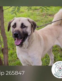 Chip 265847: Sucht ein Zuhause - Kirchzell