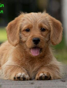 Medium Labradoodle Rüde Welpen Apricote F1 - Bassum