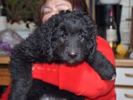 Zwei zauberhafte Bernedoodle Welpen (1m / 1w) suchen noch liebe Familien - Alfeld (Leine)