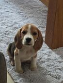 Beagle 4 Monate alt in 8303