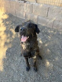 Alfa - Lorsch (Karolingerstadt)