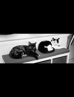 Zwei wunderbare Katzen suchen ein liebevolles neues Zuhause - Lachendorf