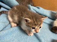 5 Kitten / Babykatzen abzugeben - Rüsselsheim