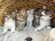 Katzenbabys - Kitten - Kätzchen zum Kuscheln - BLH (Highlander) - BKH (BLH) - Kirkel