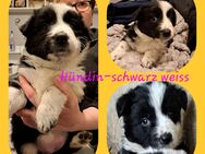 Border Collie Welpen - Jerichow Karow