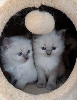 Süße Radgoll-Kitten abzugeben - Calau