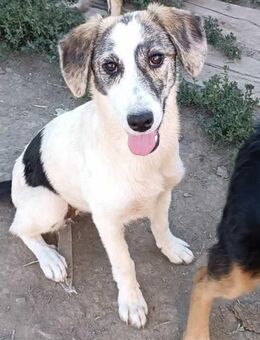 Welpe Juju sucht liebe Menschen - Neuhausen (Fildern)