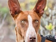 Venus ... vom Jagd- zum Familienhund?! - Bochum