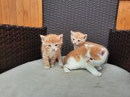 Kitten, Katzenbaby, Kätzchen - Iphofen