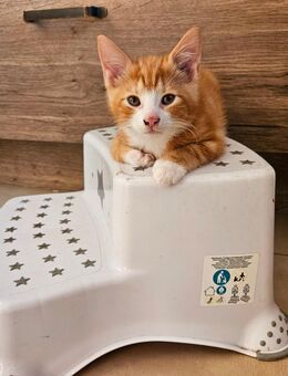 Katzenbaby abzugeben - Hanerau-Hademarschen