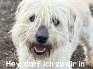 Nala sucht liebe Menschen - Neuhausen (Fildern)