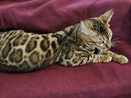 Bengalkatze sucht ein neues zu Hause - Kerpen (Kolpingstadt)