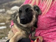 Everest sucht Dich - München