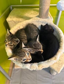 Hauskatzen Kitten Katzenbabys - Wolnzach
