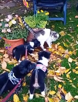 7x labrador Mix kleinbleibend 88 - Wurzen