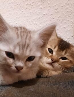 2 liebevolle Kater-Kitten suchen ein Zuhause - Magdeburg