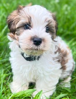 Shih-tzu/Yorkshire Mix - Oranienburg
