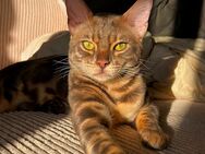 Reinrassiger Bengale Kater wunderschön - Wriezen