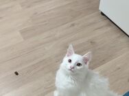 Mix Kater 5 monate sucht neuen Dosenöffner - Villingen-Schwenningen