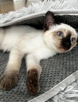 Reinrassige Siam-Kitten – bereit für ein liebevolles Zuhause - Nienburg (Weser)