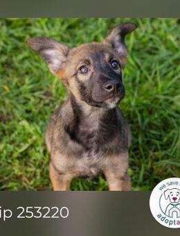 Chip 253220: Hundekind sucht ein Zuhause - Kirchzell
