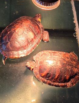 Wasserschildkröten mit Aquarium und Zubehör - Altomünster