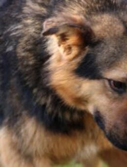 Kenton - verspielt u. sehr gelehrig - Lohra