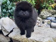 Noch ein süßes Pomeranian Mädchen sucht ein schönes Zuhause - Wassertrüdingen