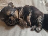 Pomeranian/ Mini Yorkshire - Faßberg