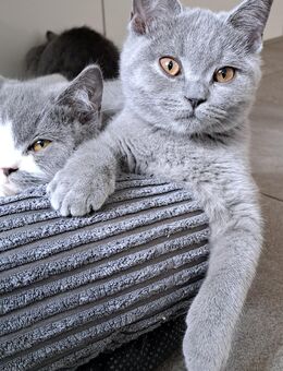 Bkh Kitten Abgabebereit - Büren