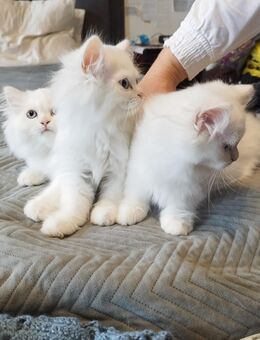 Katzen - Nuthe-Urstromtal