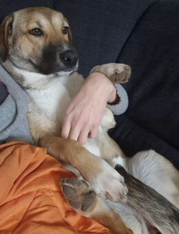 Biene kann ab Montag abend in ihr festes zuhause ziehen - Dorsten