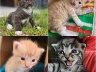 4 Katzenbabys suchen ein Zuhause - Amt Neuhaus