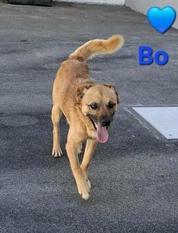 Bo - ein freundlicher Hund - Höchst (Odenwald)