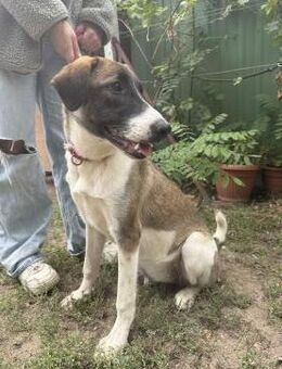 Hézöl - lustiges munteres Hundemädchen - Köln