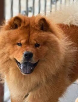 Kimbo - ein Chow-Chow - Löwenberger Land