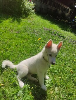 Siberischer Husky Welpe - Homberg (Efze)