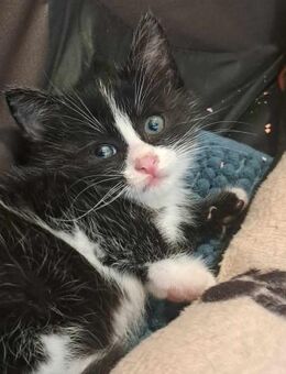 Kater TONI bekam eine zweite Chance! - Augsburg