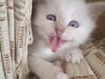 Heilige Birma Kitten in 22589