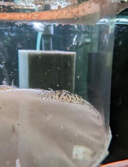 Nachzuchten L236 SW Hypancistrus sp - Schwaförden