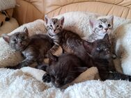 Fantastische Bengal Kitten, silver, smoke und melanistic - Haßloch